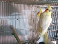 Kuşlar genç ve daha önce yavru alınmıştır