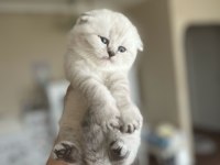 Scottish fold benim yeni ailem olur musunuz