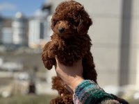 Yasal Ruhsatlı Çiftlikden Toy Poodle Yavrularımız