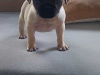 sevimli yavru pug
