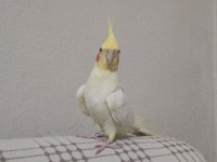 Evcil erkek sultan papağanı