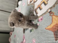 Scottish fold dişi kedim