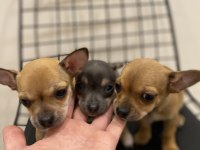 Ev Ortamından Parmak Boyunda Chihuahua Yavrular