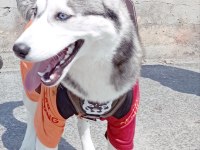 Husky 9 aylık pasaport aşılama tamamlandı