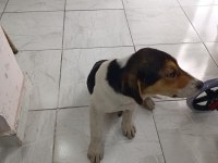 ÜCRETSİZ JACK RUSSELL
