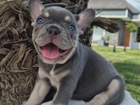 2 Renkli French Bulldog Yavruları Çiftlikten 