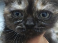 3 Temmuz Doğumlu Dişi Exotic Shorthair