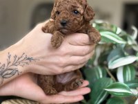 Birbirinden Güzel Toy Poodle Bebeklerimiz