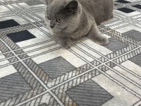 Silver british shorthair 5 aylık