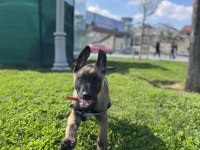 İki aylık belçika malinois erkek