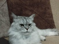 British Longhair Minik Aslanımı Sahiplendiriyorum