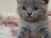 British bebekler