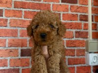 Sevimli bebek köpekler yeni sahiplerini bekliyor