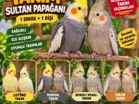 Takım Sultan Papağanları