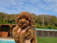 Poodle Çiftliğinden Red Brown Toy Poodle Bebeklerimiz