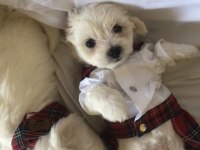 Bayram Gibi Şeker Sahibinden Aşılı Maltese Terrier