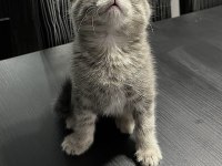 50 Günlük Gri Scottish Fold Bebek