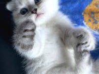Dişi ve erkek yavru kedimiz mevcut