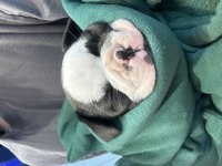 French bulldog 1 aylık bebek