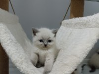 Bluepoint Dişi british shorthair yavruları