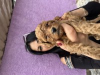 Red brown toy poodle yavrularım