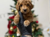 Toy poodle yavrular