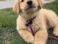 Evinizin neşesi doberman her yere kapıda öde