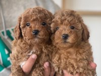 Poodle Yavruları