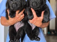 LABRADOR RETRIEVER YAVRULARI ISTANBUL 