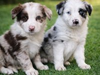 Zeki Oyuncu Sadık Border Collie Yavrular