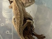 Genç anaç Chamaeleo chamaeleon Bukalemunu