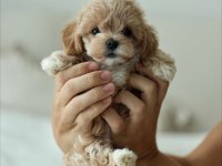 Mini boy orijinal maltipoo korean aşılı eğitimli