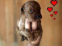 Toy poodle yavrularımız daha güzeli yok