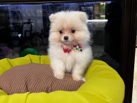 Pomeranian boo köpeği