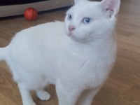 Irkının tüm özelliklerini taşıyan oyuncu british shorthair