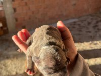 Rezerve french bulldog yavrular