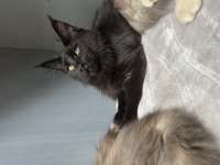Black Aşkı Maine Coon