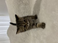 Golden Black british shorthair yavru kedimiz