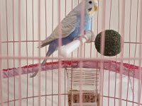Harika Çift Muhabbet Kuşlar