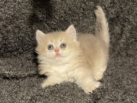 Anne Baba Şecereli Safkan British Longhair AY12 Erkek