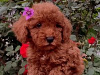 Güzeller güzeli toy poodle yavrularımız