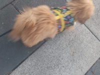 Güzellik sevimli ve bağımlılık abidesi köpeğimiz