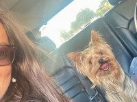 Teacup Yorkshire Terrier