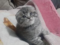 Scottish fold 2 aylık erkek