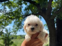 SEVİMLİ MALTİPOO KÖPEKLERİM