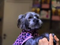 Köpeğimizi sahiplendirme