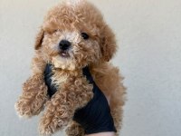 Toy poodle köpeğimiz