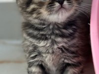 British shorthair yavrular 2 aylık