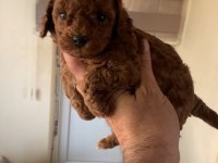 Resmi işletmeden kore toy poodle yavrular
