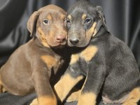 Orjinal Doberman